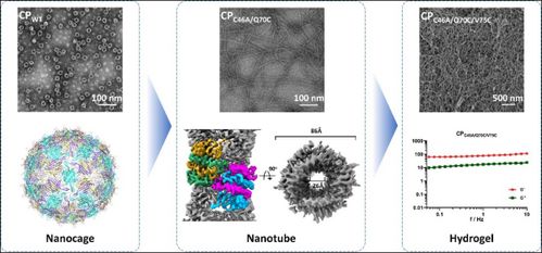 武漢病毒所等團(tuán)隊(duì)在病毒衣殼蛋白組裝操控及免疫效應(yīng)研究中取得重大突破 推動(dòng)納米材料研發(fā)新方向