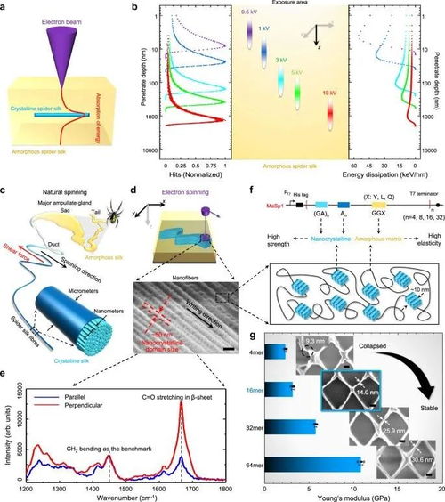 突破極限 中科院-上交大合作研發(fā)蜘蛛絲光刻膠，實(shí)現(xiàn)15納米三維電子束直寫
